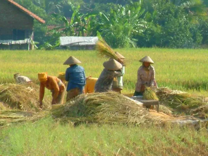 Peningkatan Produksi, Presiden Minta Skema KUR Khusus Petani Diprioritaskan