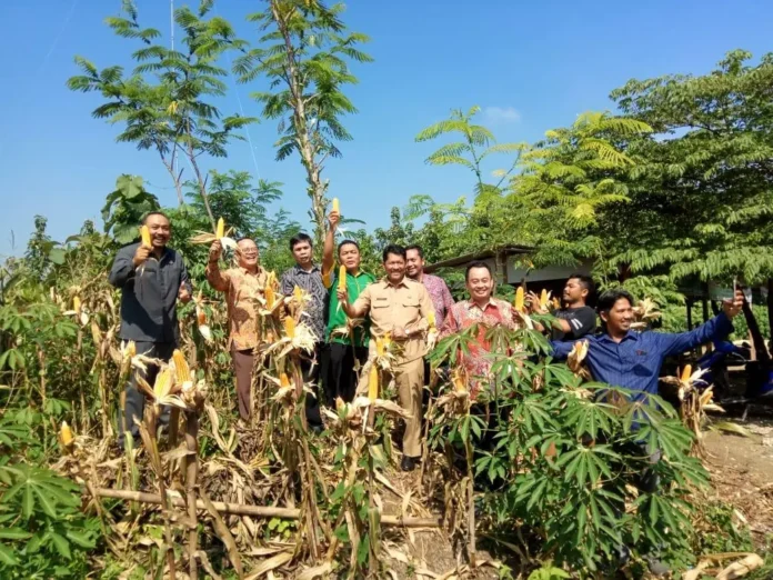 Kemenkop UKM Fasilitasi Kemitraan Petani Jagung