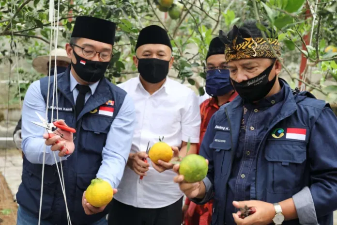 Antisipasi Krisis Pangan, Koppontren Akan Dijadikan Role Model